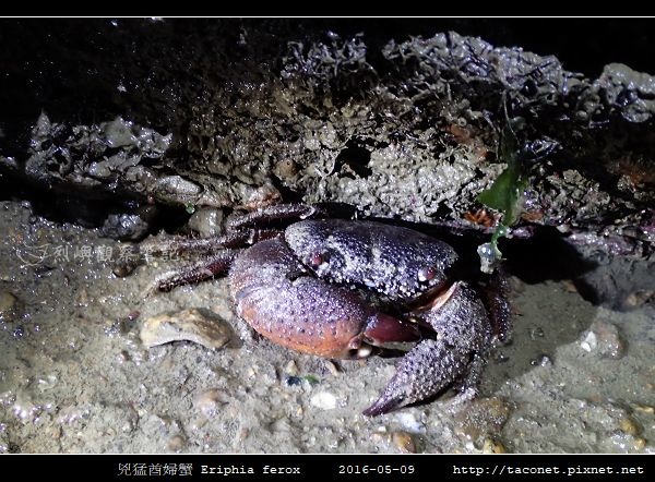 兇猛酋婦蟹 Eriphia ferox (5).jpg