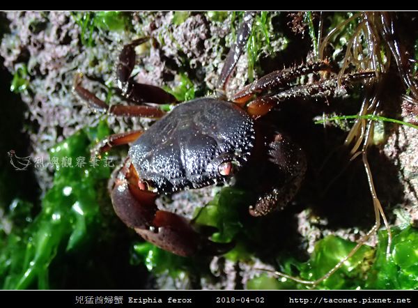 兇猛酋婦蟹 Eriphia ferox (3).jpg
