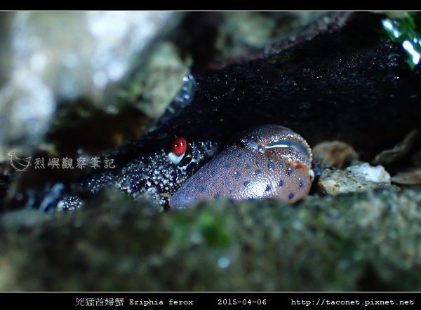 兇猛酋婦蟹 Eriphia ferox (4).jpg