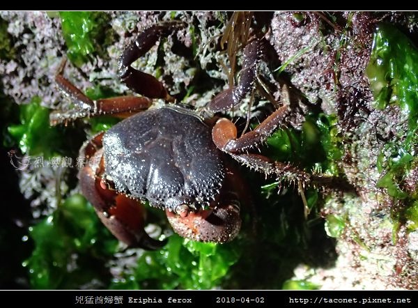 兇猛酋婦蟹 Eriphia ferox (2).jpg