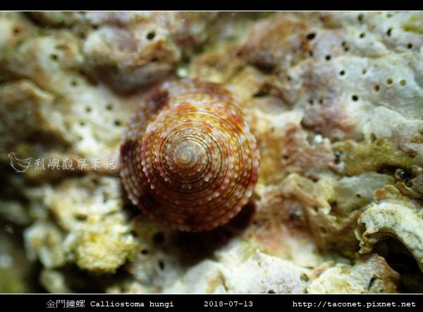 金門鐘螺 Calliostoma hungi _10.jpg