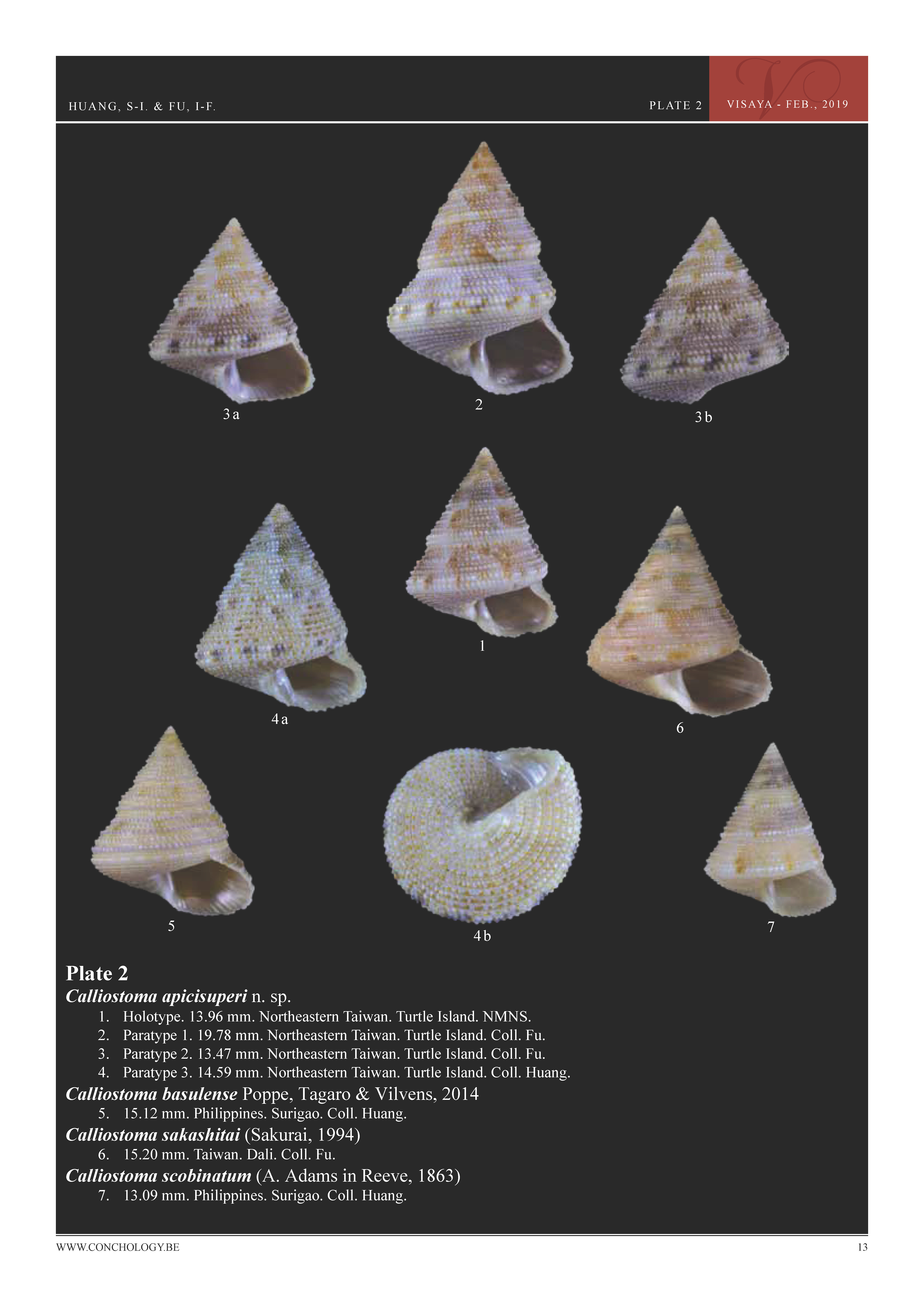 01- Huang & Fu- Margaritidae and Calliostomatidae_頁面_09.jpg