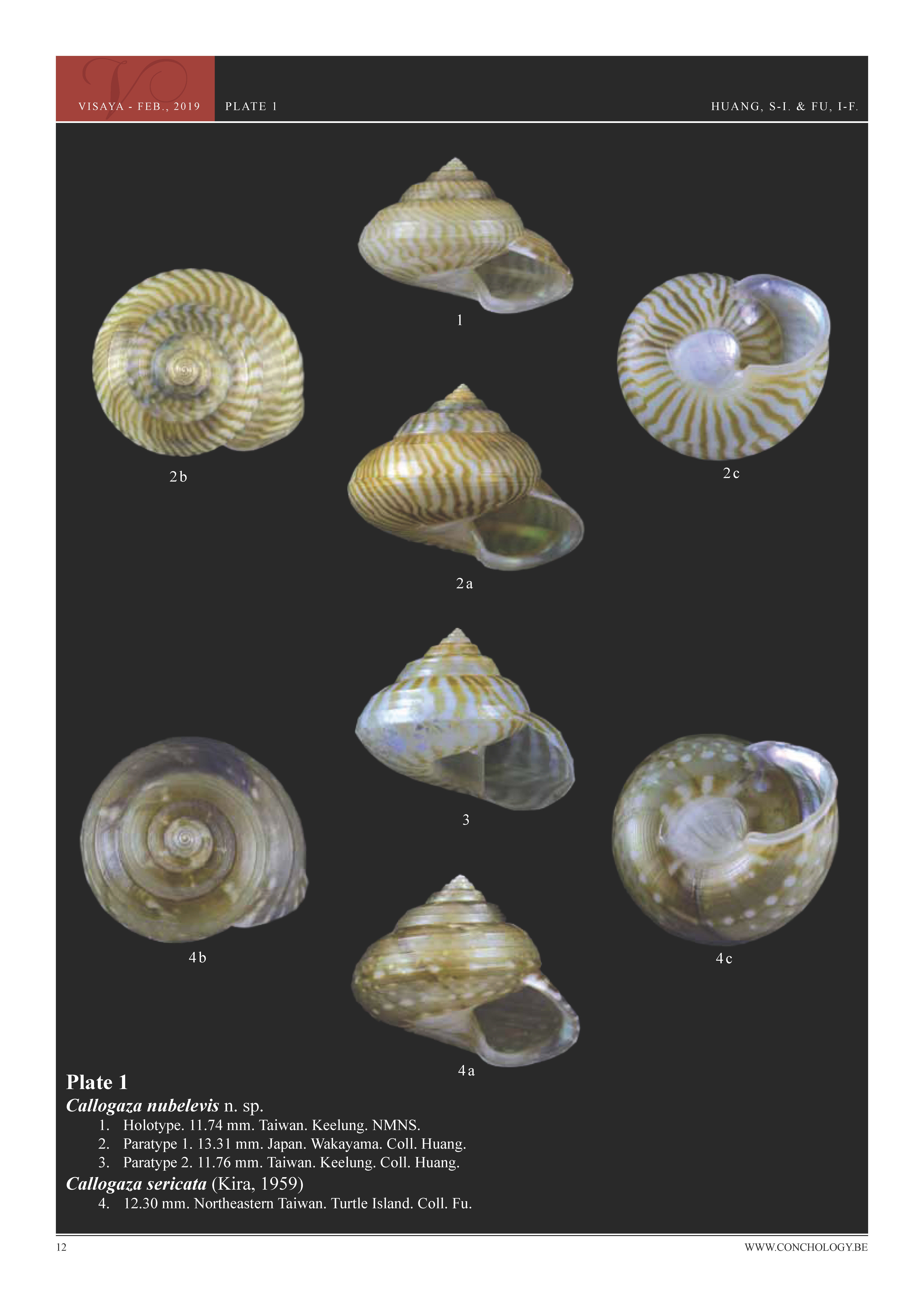 01- Huang & Fu- Margaritidae and Calliostomatidae_頁面_08.jpg