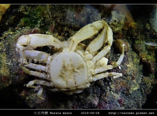 小五角蟹 Nursia minor_4.jpg