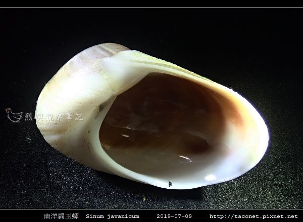 南洋扁玉螺 Sinum javanicum_10.jpg