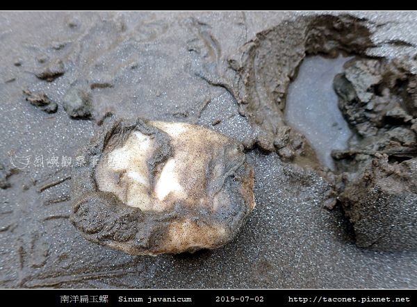 南洋扁玉螺 Sinum javanicum_02.jpg
