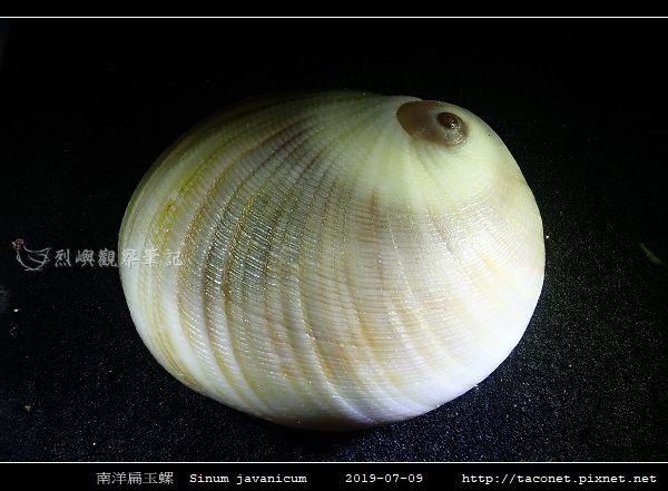 南洋扁玉螺 Sinum javanicum_09.jpg