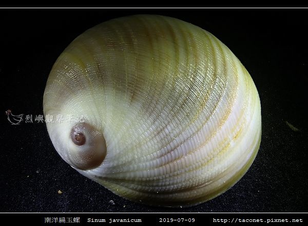 南洋扁玉螺 Sinum javanicum_08.jpg