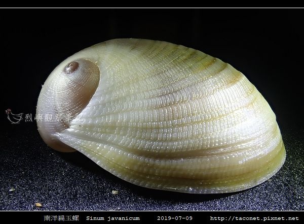 南洋扁玉螺 Sinum javanicum_07.jpg