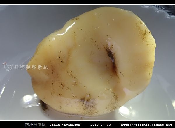 南洋扁玉螺 Sinum javanicum_06.jpg