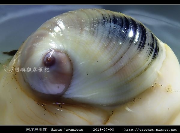 南洋扁玉螺 Sinum javanicum_05.jpg