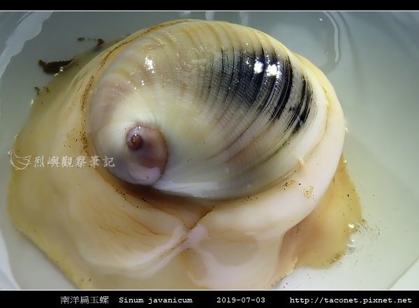 南洋扁玉螺 Sinum javanicum_04.jpg