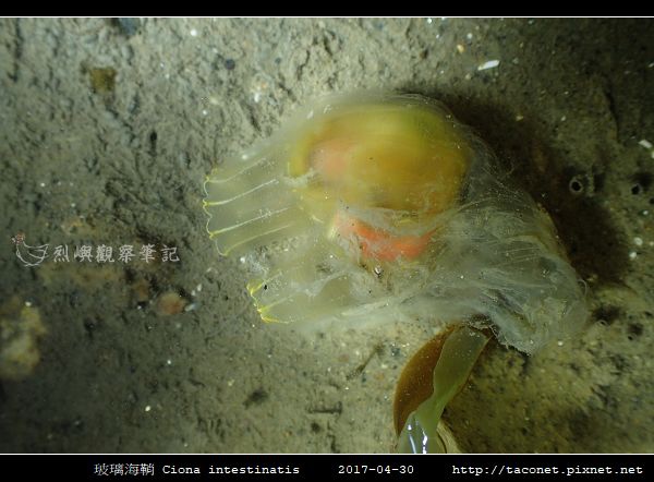 玻璃海鞘 Ciona intestinatis_5.jpg