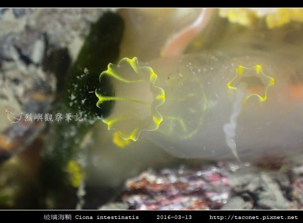 玻璃海鞘 Ciona intestinatis_2.jpg