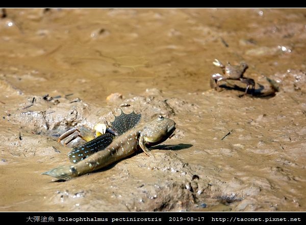 大彈塗魚 Boleophthalmus pectinirostris_04.jpg