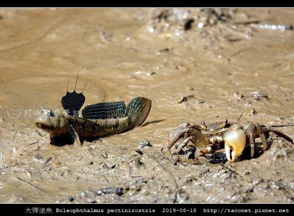 大彈塗魚 Boleophthalmus pectinirostris_12.jpg