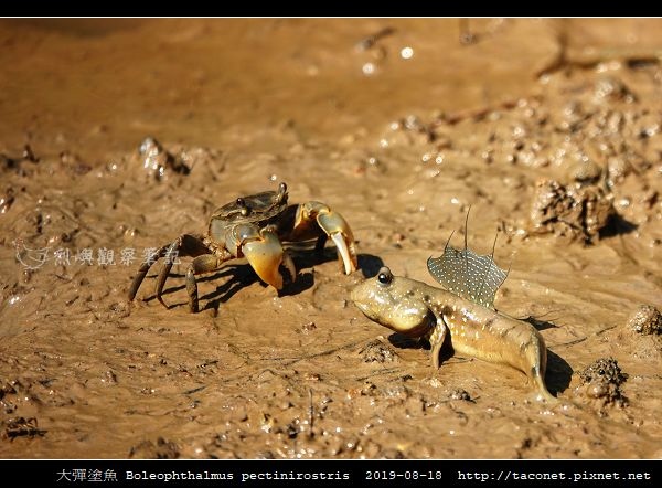 大彈塗魚 Boleophthalmus pectinirostris_07.jpg