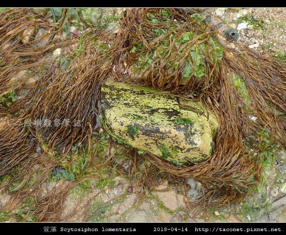 萱藻 Scytosiphon lomentaria相簿封面
