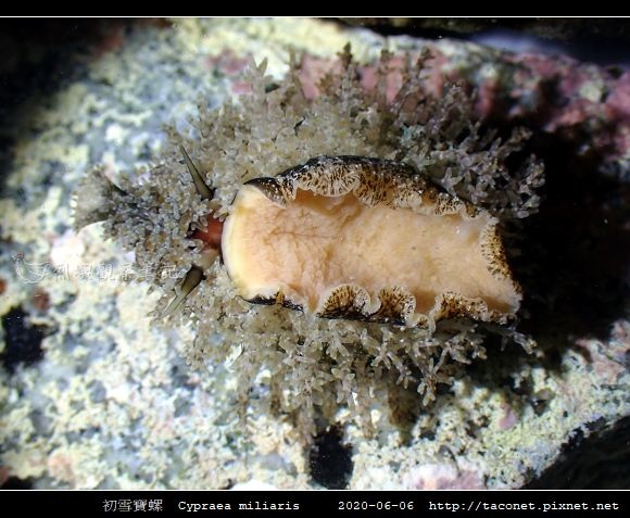 初雪寶螺 Cypraea miliaris_3.jpg