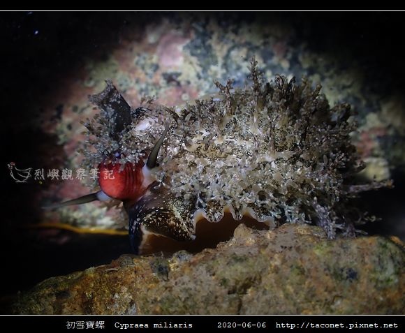 初雪寶螺 Cypraea miliaris_5.jpg