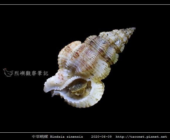 中華峨螺 Hindsia sinensis_09.jpg