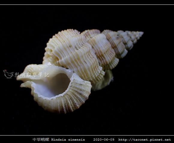 中華峨螺 Hindsia sinensis_08.jpg