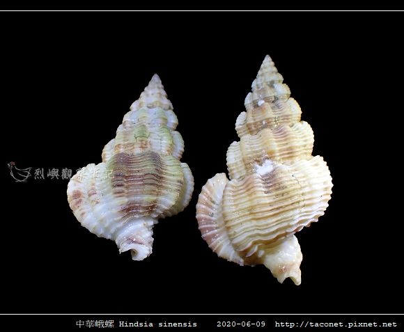 中華峨螺 Hindsia sinensis_06.jpg