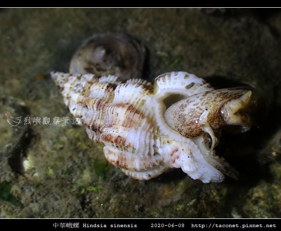 中華峨螺 Hindsia sinensis_04.jpg