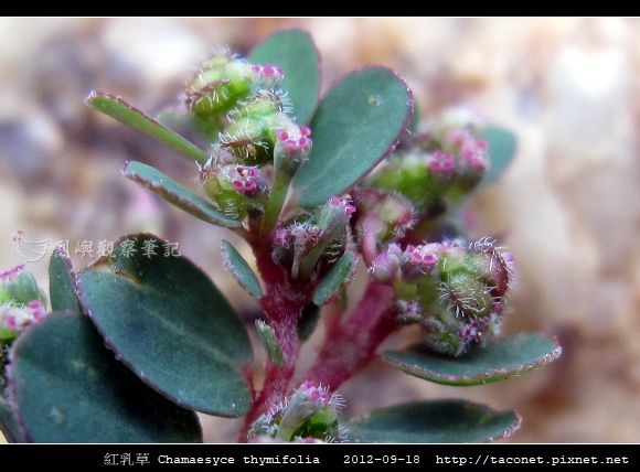 紅乳草 Chamaesyce thymifolia_8.jpg