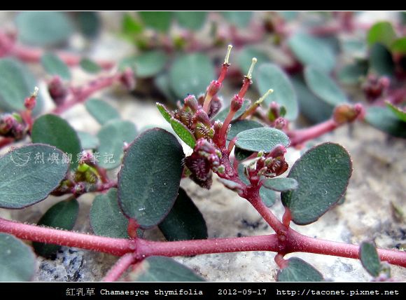 紅乳草 Chamaesyce thymifolia_6.jpg