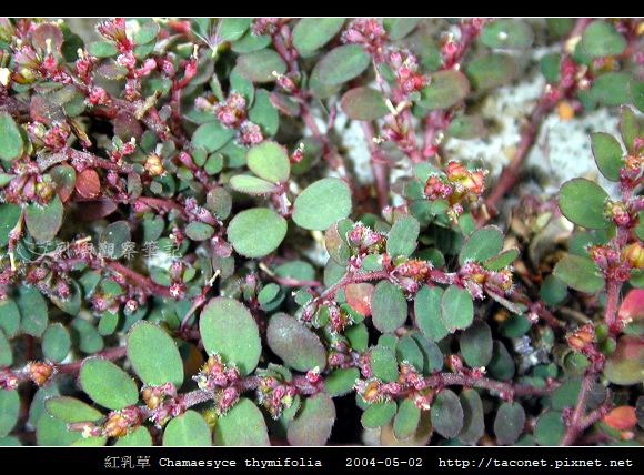 紅乳草 Chamaesyce thymifolia_1.jpg