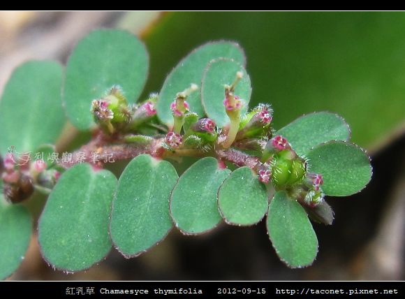 紅乳草 Chamaesyce thymifolia_3.jpg