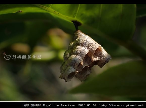 帶鈴腹胡蜂 Ropalidia fasciata相簿封面