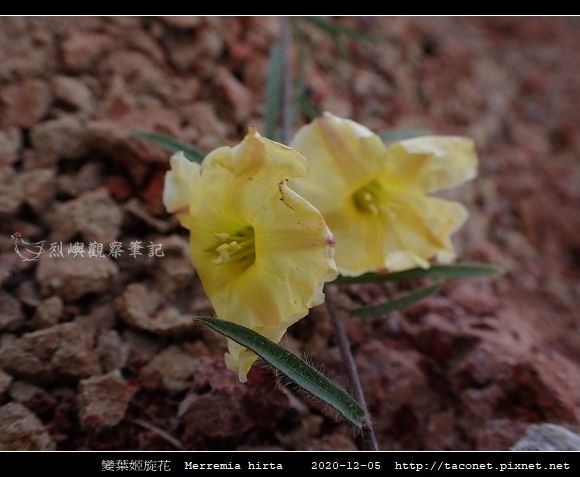 變葉姬旋花 Merremia hirta_03.jpg