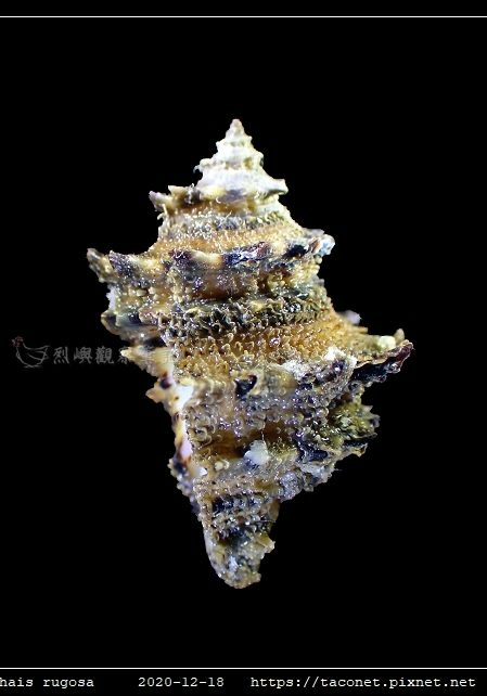 塔岩螺 Thais rugosa_09.jpg