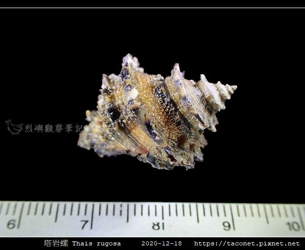 塔岩螺 Thais rugosa_02.jpg