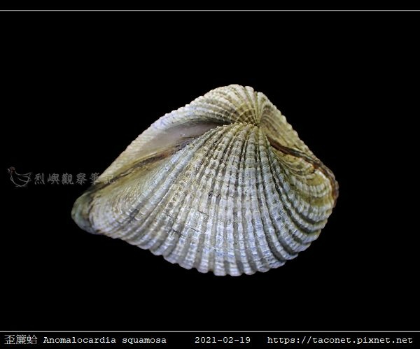 歪簾蛤 Anomalocardia squamosa _09.jpg