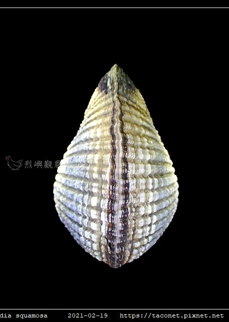 歪簾蛤 Anomalocardia squamosa _07.jpg