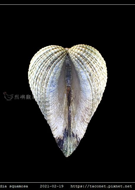 歪簾蛤 Anomalocardia squamosa _06.jpg