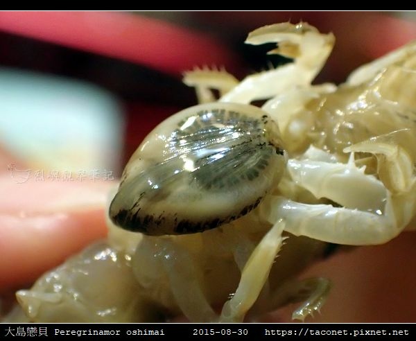 大島戀貝 Peregrinamor oshimai相簿封面