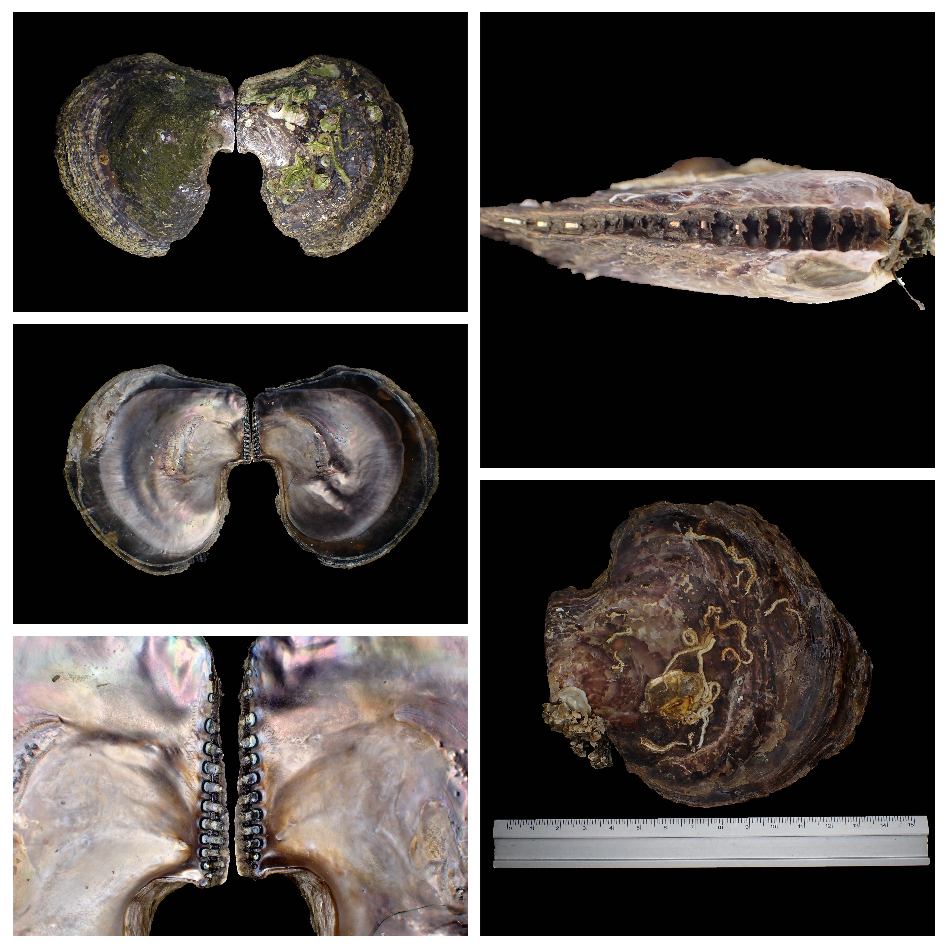 馬鞍障泥蛤 Isognomon ephippium相簿封面