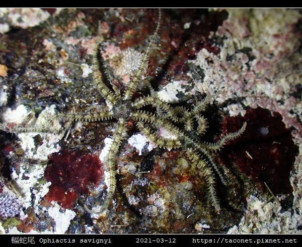 輻蛇尾 Ophiactis savignyi_01.jpg