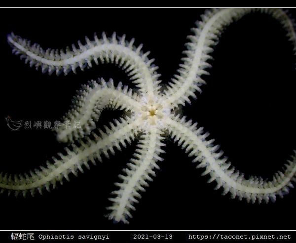 輻蛇尾 Ophiactis savignyi_06.jpg