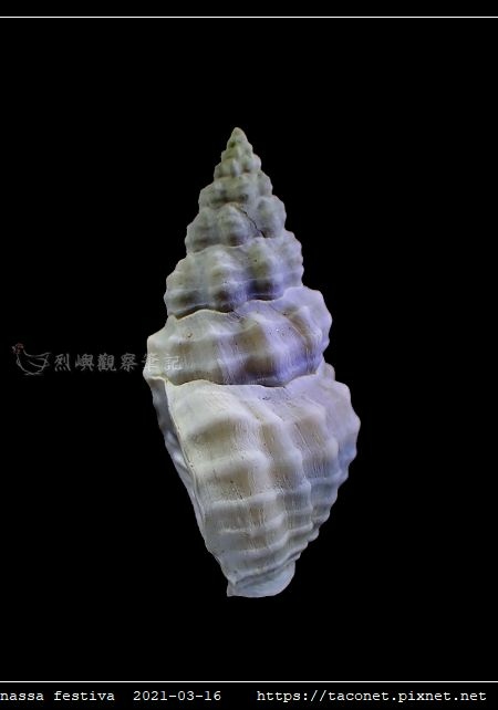 粗紋織紋螺 Reticunassa festiva_08.jpg