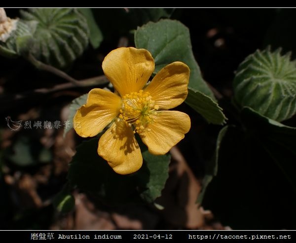 磨盤草 Abutilon indicum_11.jpg