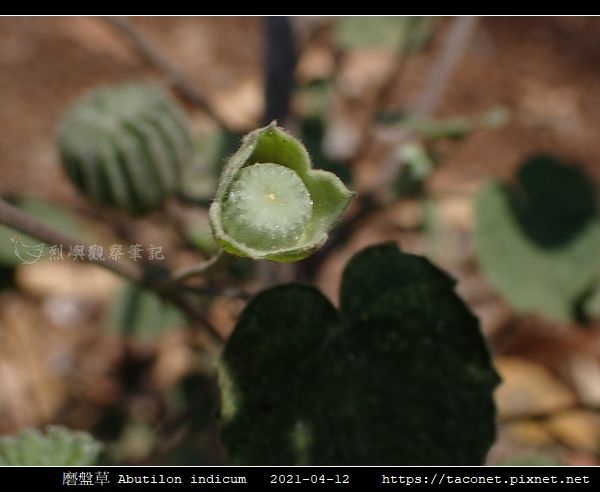 磨盤草 Abutilon indicum_09.jpg