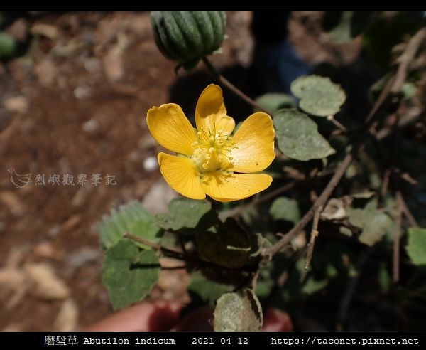 磨盤草 Abutilon indicum_01.jpg