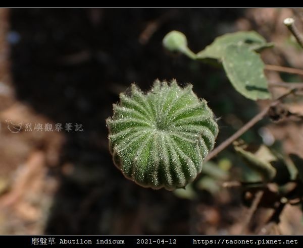 磨盤草 Abutilon indicum_02.jpg