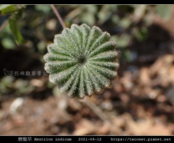 磨盤草 Abutilon indicum_05.jpg
