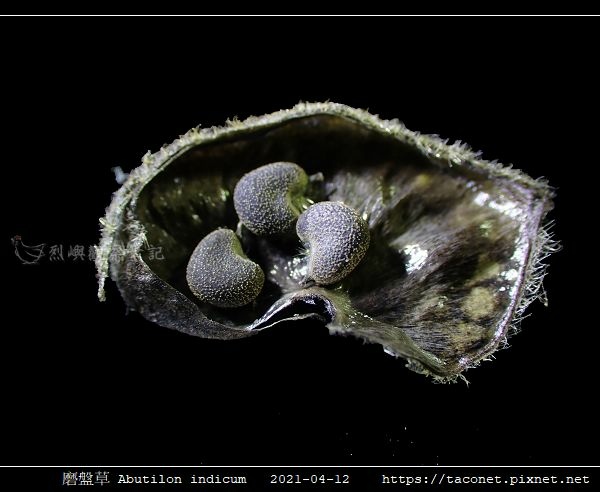 磨盤草 Abutilon indicum_16.jpg